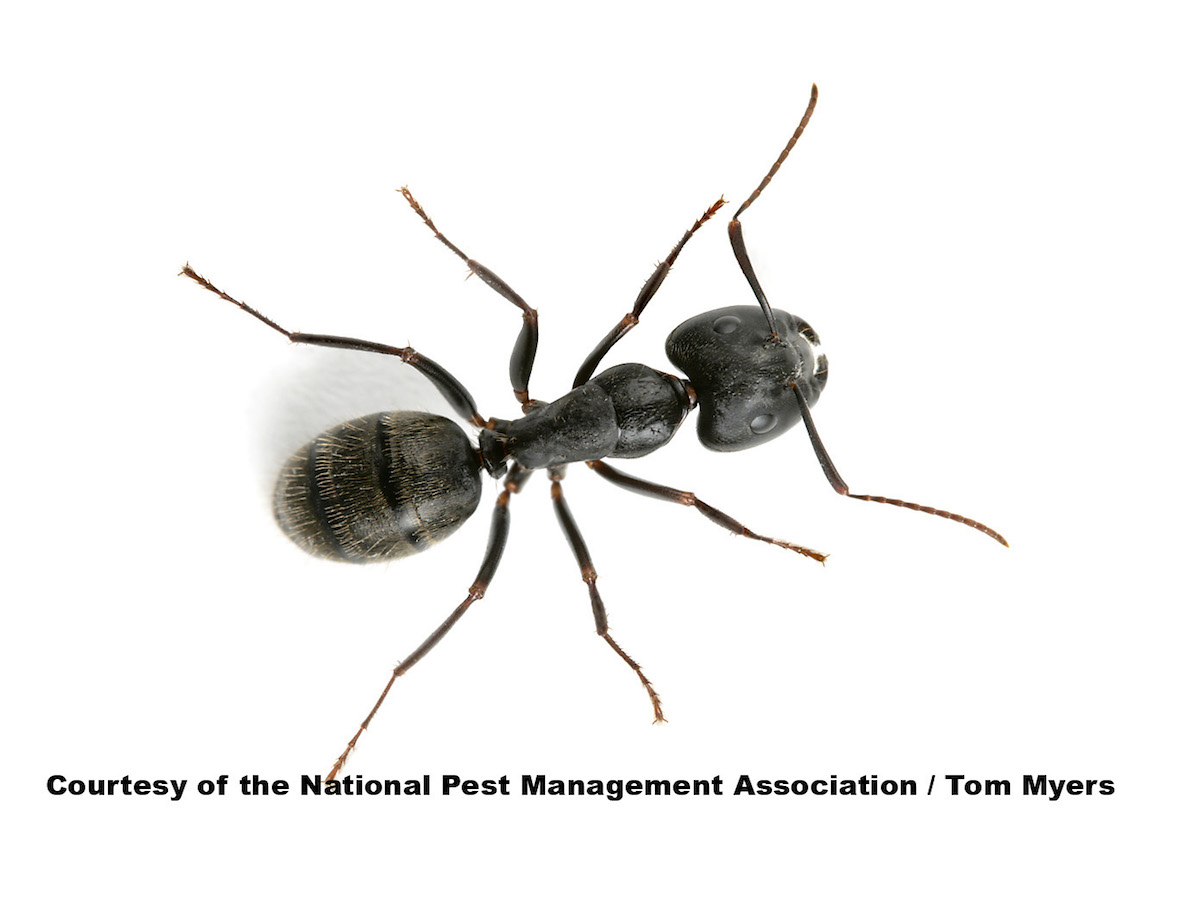 Everything You Need to Know About Carpenter Ants